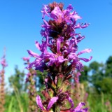 1908F 040 Schleswig Holstein